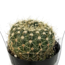 Load image into Gallery viewer, Cactus, 2.5in, Notocactus Elegans