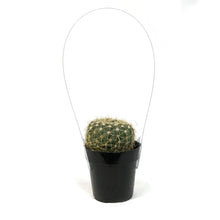 Load image into Gallery viewer, Cactus, 2.5in, Notocactus Elegans