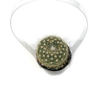 Load image into Gallery viewer, Cactus, 2.5in, Notocactus Elegans