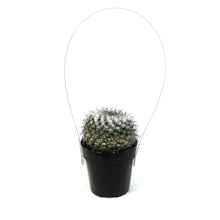 Load image into Gallery viewer, Cactus, 2.5in, Mammillaria Species