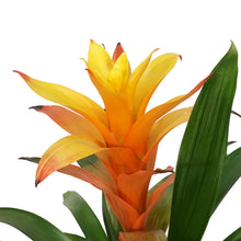 Load image into Gallery viewer, Bromeliad, 6in, Neoregelia