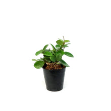 Load image into Gallery viewer, Hoya, 2.75in, Mathilde