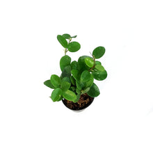 Load image into Gallery viewer, Hoya, 2.75in, Mathilde