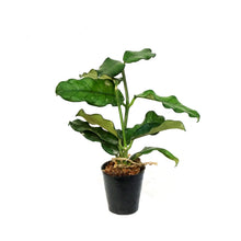 Load image into Gallery viewer, Hoya,2.75in, Villosa