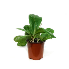 Load image into Gallery viewer, Hoya, 4in, Viola