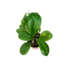 Load image into Gallery viewer, Hoya, 4in, Viola