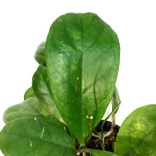 Load image into Gallery viewer, Hoya, 4in, Viola