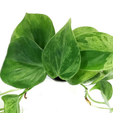 Load image into Gallery viewer, Philodendron, 2in,Hederaceum Varigated