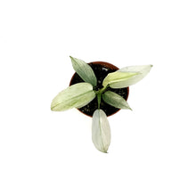 Load image into Gallery viewer, Philodendron, 3in, Florida Ghost