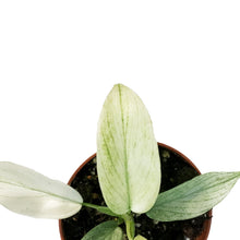 Load image into Gallery viewer, Philodendron, 3in, Florida Ghost