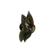Load image into Gallery viewer, Syngonium, 3in, Red Arrow