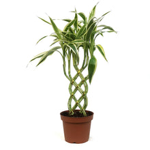 Load image into Gallery viewer, Draceana, 5in, on a Trellis