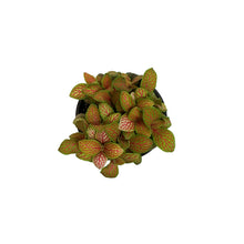 Load image into Gallery viewer, Fittonia, 4in, Nerve Plant Skelton
