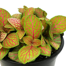 Load image into Gallery viewer, Fittonia, 4in, Nerve Plant Skelton