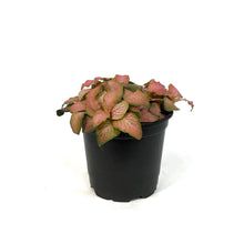 Load image into Gallery viewer, Fittonia, 4in, Nerve Plant Ruby Lime