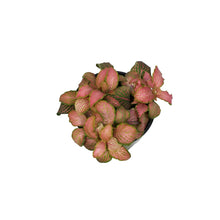 Load image into Gallery viewer, Fittonia, 4in, Nerve Plant Ruby Lime
