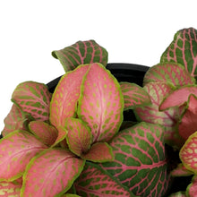 Load image into Gallery viewer, Fittonia, 4in, Nerve Plant Ruby Lime