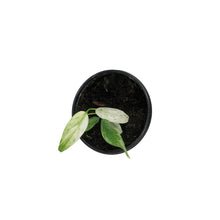Load image into Gallery viewer, Epipremnum , 4in, Giganteum Varigated