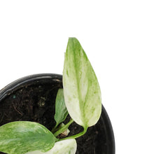 Load image into Gallery viewer, Epipremnum , 4in, Giganteum Varigated