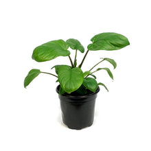 Load image into Gallery viewer, Homalomena, 4in, Rubecens Varigated