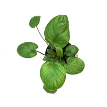 Load image into Gallery viewer, Homalomena, 4in, Rubecens Varigated