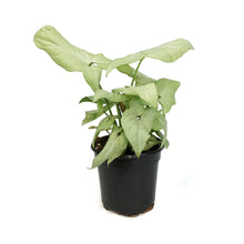 Load image into Gallery viewer, Syngonium, 4in, Pink Spot