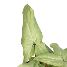 Load image into Gallery viewer, Syngonium, 4in, Pink Spot
