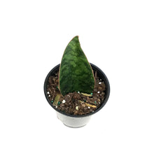 Load image into Gallery viewer, Sansevieria, 4in Shark Fin