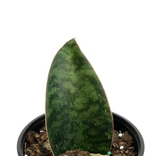 Load image into Gallery viewer, Sansevieria, 4in Shark Fin