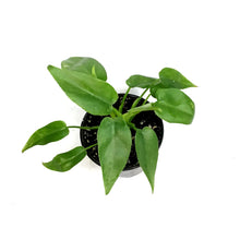 Load image into Gallery viewer, Philodendron, 4in, Bob Cee Variegated