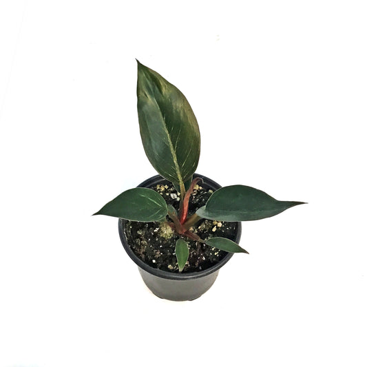 Philodendron, 4in, Birkin Pink