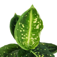 Load image into Gallery viewer, Dieffenbachia, 6in, Reflector