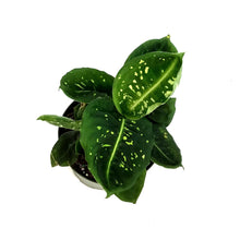 Load image into Gallery viewer, Dieffenbachia, 6in, Reflector