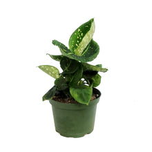 Load image into Gallery viewer, Dieffenbachia, 6in, Reflector