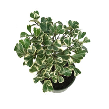 Load image into Gallery viewer, Ficus, 6in, Triangularis Standard Braid