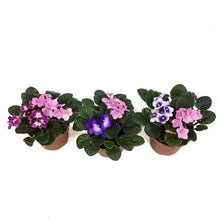 Load image into Gallery viewer, African Violet, 5in