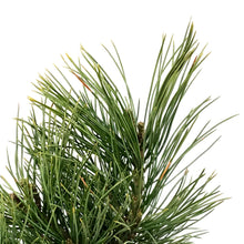 Load image into Gallery viewer, Pine, 1 gal, Swiss Stone