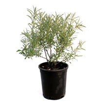 Load image into Gallery viewer, Sea Buckthorn, 1 gal, Orange Energy (Female)