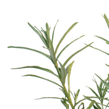 Load image into Gallery viewer, Sea Buckthorn, 1 gal, Orange Energy (Female)