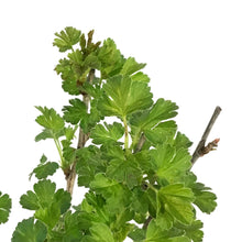 Load image into Gallery viewer, Gooseberry, 1 gal, Captivator