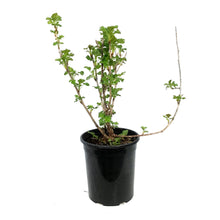 Load image into Gallery viewer, Gooseberry, 1 gal, Captivator