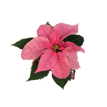Load image into Gallery viewer, Poinsettia, 4in, Pink