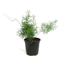 Load image into Gallery viewer, Fern, 4in, Aspargus