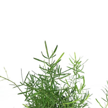 Load image into Gallery viewer, Fern, 4in, Aspargus
