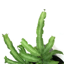 Load image into Gallery viewer, Fern, 4in, Moonlight