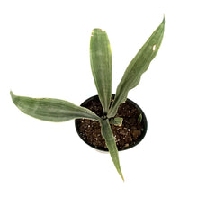 Load image into Gallery viewer, Sansevieria, 6in, Siam Silver