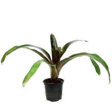 Load image into Gallery viewer, Bromeliad, 4in, Neoregelia Gazpacho