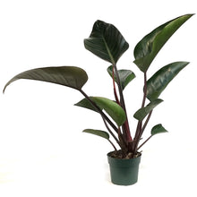 Load image into Gallery viewer, Philodendron, 6in, Rojo Congo