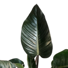 Load image into Gallery viewer, Philodendron, 6in, Rojo Congo