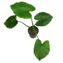 Load image into Gallery viewer, Alocasia, 4in, California